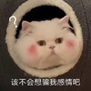 萌宠 猫星人 该不会想骗我感情吧 好奇 呆萌 可爱