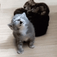 猫咪 meme 可爱 搞怪