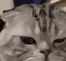 萌宠 猫咪 不开心 呆萌 可爱
