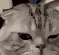 萌宠 猫咪 不开心 呆萌 可爱