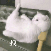 沙雕猫