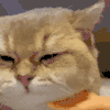 萌宠 猫咪 生气 呆萌 可爱