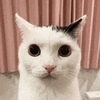 萌宠 猫咪 惊讶 呆萌 可爱