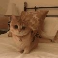 萌宠 猫咪 我来了 呆萌 可爱