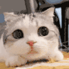 萌宠 猫咪 盯 呆萌 可爱