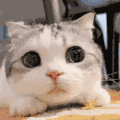 萌宠 猫咪 盯 呆萌 可爱