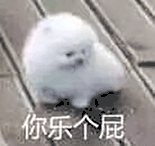 萌宠 狗狗 你乐个屁 呆萌 可爱