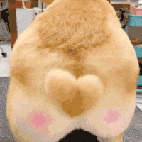 萌宠 狗狗 爱心 呆萌 可爱