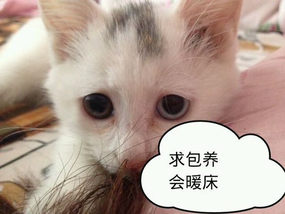 求包养会暖床猫咪头发趴着gif动图