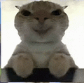 萌宠 猫咪 好奇 呆萌 可爱