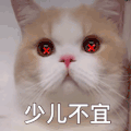 萌宠 猫咪 少儿不宜 呆萌 可爱