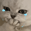 萌宠 猫咪 哭 呆萌 可爱