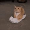 萌宠 猫咪 好奇 呆萌 可爱