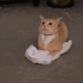 萌宠 猫咪 好奇 呆萌 可爱