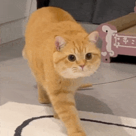 萌宠 猫咪 后退 呆萌 可爱