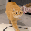 萌宠 猫咪 后退 呆萌 可爱