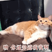 沙雕猫