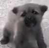萌宠 狗 叫 呆萌 可爱