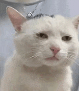 萌宠 猫咪 不开心 呆萌 可爱