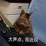 萌宠 猫咪 大声点我近视 呆萌 可爱