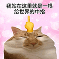 萌宠 猫咪 我站在这里就是一根给世界的中指 呆萌 可爱