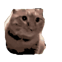 猫咪 猫meme 可爱 搞怪