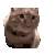 猫咪 猫meme 可爱 搞怪