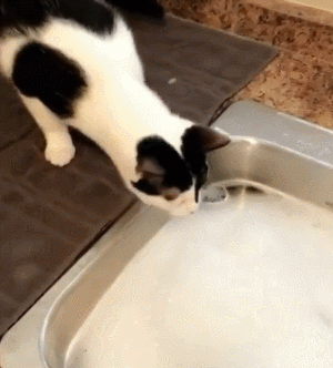 猫咪喝水gif图片