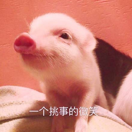 迷之微笑猪的图片图片