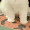 萌宠 猫咪 走 呆萌 可爱