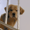 萌宠 狗狗 不开心 呆萌 可爱