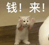 萌宠 猫咪 钱来 呆萌 可爱