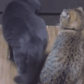 萌宠 猫咪 走开 呆萌 可爱