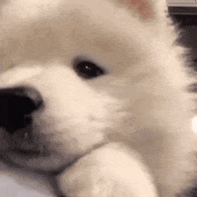 萌宠 狗狗 无聊 呆萌 可爱