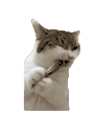 萌宠 猫咪 吃 呆萌 可爱