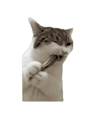 萌宠 猫咪 吃 呆萌 可爱