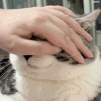 萌宠 猫咪 摸头 呆萌 可爱