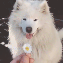 白色狗狗乐的表情包图片