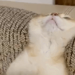 萌宠 猫咪 躺着 呆萌 可爱