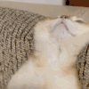 萌宠 猫咪 躺着 呆萌 可爱