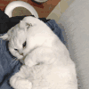 萌宠 猫咪 哼 呆萌 可爱