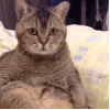 萌宠 猫咪 惊讶 呆萌 可爱