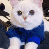 萌宠 猫咪 按摩 呆萌 可爱