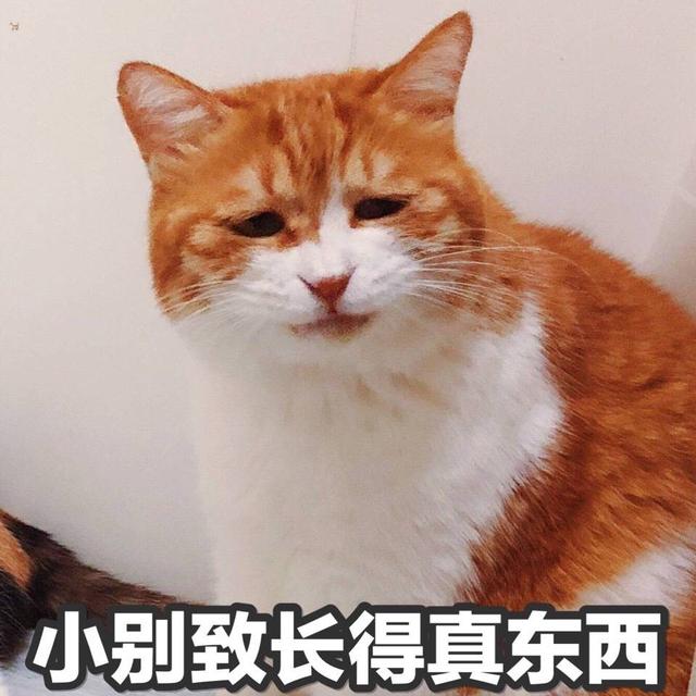 萌宠猫星人小别致长得真东西不错可爱呆萌gif动图