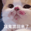 萌宠 猫咪 我鬼混回来了 呆萌 可爱