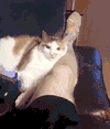 萌宠 猫咪 咬 呆萌 可爱