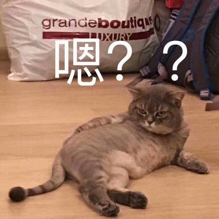 萌宠gif猫星人gif嗯gif好奇gif呆萌gif可爱gif