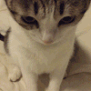 萌宠 猫咪 好奇 呆萌 可爱