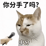 萌寵 貓咪 你分手了嗎中分 呆萌 可愛