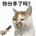 萌宠 猫咪 你分手了吗中分 呆萌 可爱